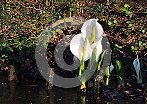 Lysichiton of Kamchatka, Lysichiton camtschatcensis, during flowering photo