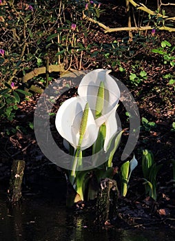 Lysichiton of Kamchatka, Lysichiton camtschatcensis, during flowering photo