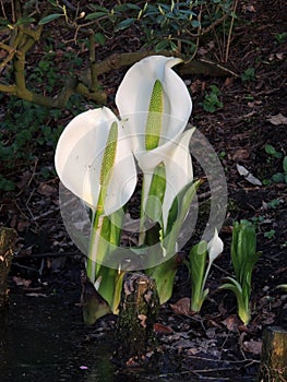 Lysichiton of Kamchatka, Lysichiton camtschatcensis, during flowering photo