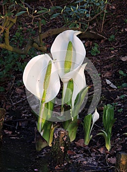 Lysichiton of Kamchatka, Lysichiton camtschatcensis, during flowering photo