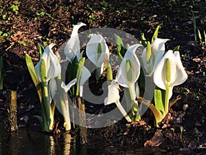Lysichiton of Kamchatka, Lysichiton camtschatcensis, during flowering photo