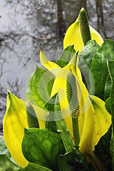 Lysichiton or skunk cabagge photo