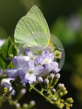 Lyside Sulfur Butterfly - Kricogonia lyside