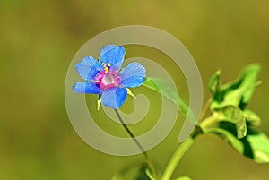 Lysimachia arvensis, commonly known as scarlet pimpernel flower , flora Iran