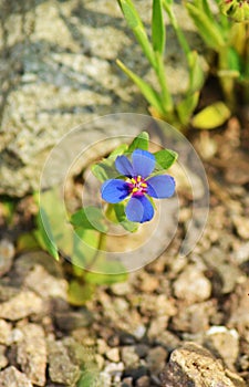 Lysimachia arvensis, commonly known as scarlet pimpernel flower , flora Iran