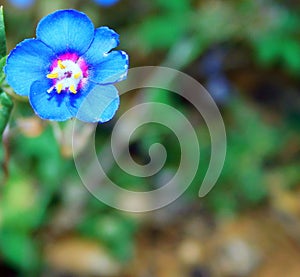 lysimachia blue flower on macro for backgrounds photo