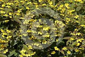 Lysimachia ciliata firecracker plant with many bright-yellow flowers