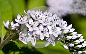 Macro of Gooseneck Loosestrife Flowers photo