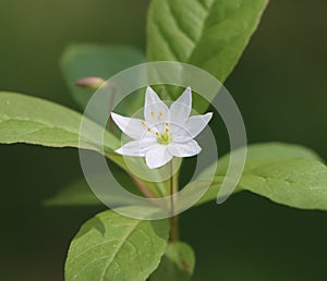 Lysimachia europaea (arctic starflower) photo
