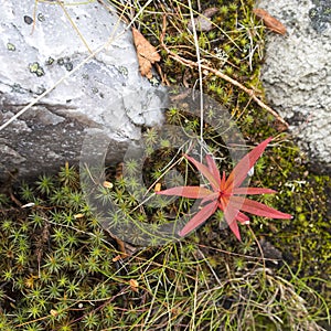 Lysimachia europaea, Polytrichum commune grow in crevices of the Vottovaara rocks