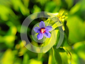 Lysimachia foemina is commonly known as blue pimpernel