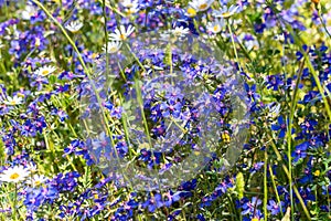 Lysimachia foemina is commonly known as blue pimpernel or poor man`s weatherglass, and was formerly called Anagallis foemina. It