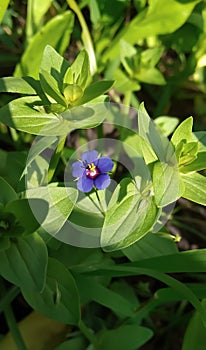 Lysimachia foemina is a low-growing annual herbaceous plant of the genus Lysimachia of the family Primulaceae.