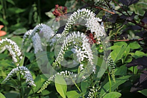 Lysimachia in the garden