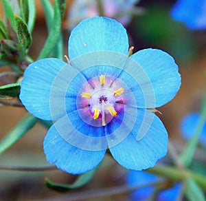 lysimachia blue flower on macro photo
