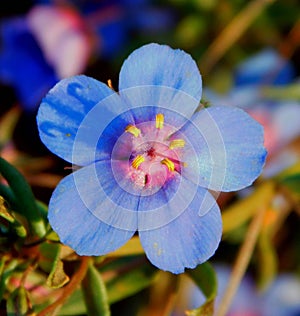lysimachia blue flower on macro photo