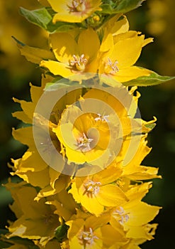 Lysimachia punctata