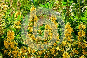 Lysimachia punctata Alexander or Yellow Loosestrife blooms in flower bed in countryside.