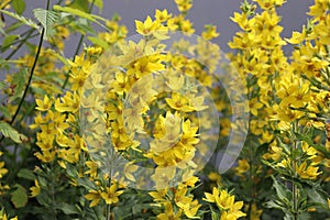 Lysimachia punctata yellow flowers