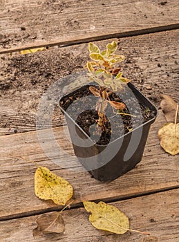Lysimachia sapling in a pot
