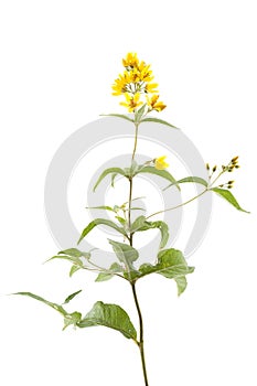 Lysimachia vulgaris