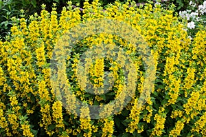 Lysimachia vulgaris or yellow Loosestrife. Many bright blooming flowers in the garden. Summer, July, noon