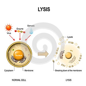 Lysis. healthy cell and lysed cell.