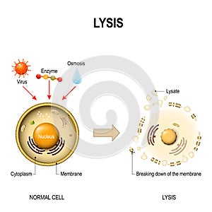 Lysis. healthy cell and lysed cell. photo