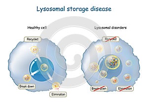 Lysosome Function. multitask lysosome. intracellular digestion photo