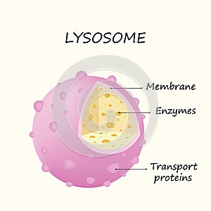 Anatomy of the Lysosome: Hydrolytic enzymes, Membrane and transport proteins vector illustration photo