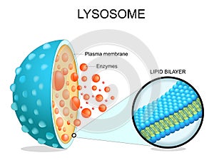 Lysosome anatomy. Cross section of a cell organelle