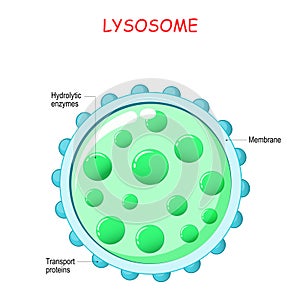 Lysosome anatomy photo