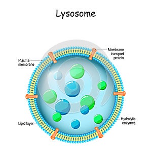Lysosome Anatomy photo