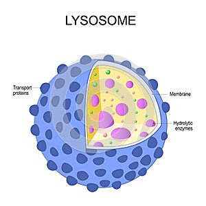 Lysosome anatomy. structure of organelle photo
