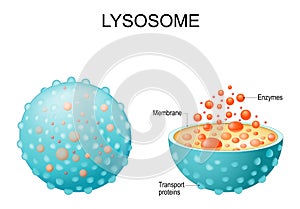 Lysosome. appearance, exterior and interior view. Cross section and Anatomy of the Lysosome