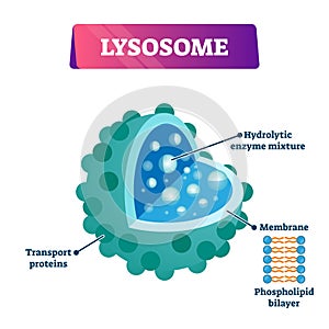 Lysosome cell organelle vector illustration labeled cross section diagram