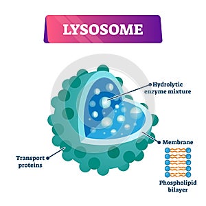 Lysosome cell organelle vector illustration labeled cross section diagram photo