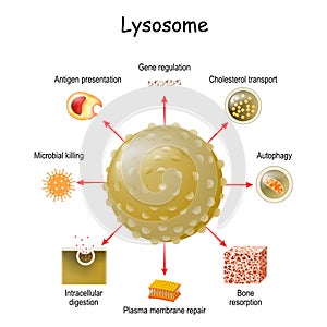 Lysosome Function. multitask lysosome. intracellular digestion photo