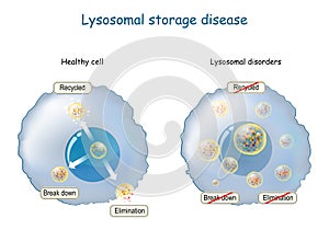 Lysosome Function. multitask lysosome. intracellular digestion