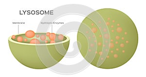 Lysosome Hydrolytic enzymes and Membrane cell / anatomy concept