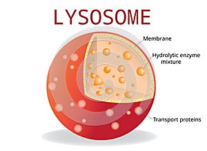 Lysosome Hydrolytic enzymes, Membrane and transport proteins, photo