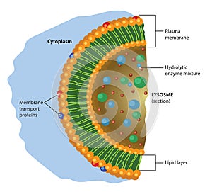 Lysosome photo