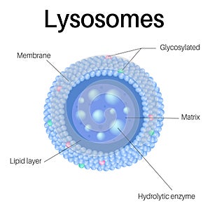 Lysosomes are organelles. Lysosomes in cell in organismÃ Â¹Æ photo