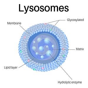 Lysosomes are organelles. Lysosomes in cell in organismà¹ƒ