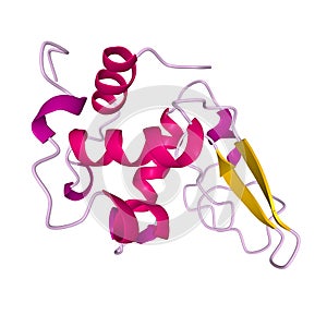 Native human lysozyme, 3D cartoon model photo