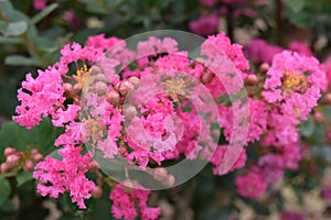 LYTHRACEAE Lagerstroemia indica L. Beautiful pink flower