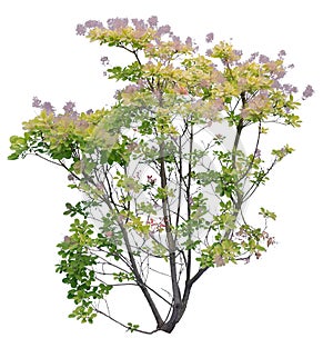 Lythraceae shrub, flowering plant isolated on white background