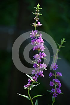 Lythrum anceps ( Loosestrife ) flowers.