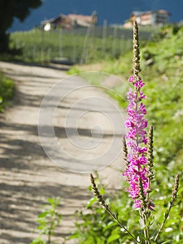 Lythrum salicaria