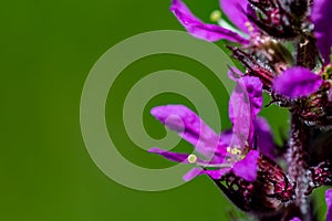 Lythrum salicaria flower in field, close up shoot